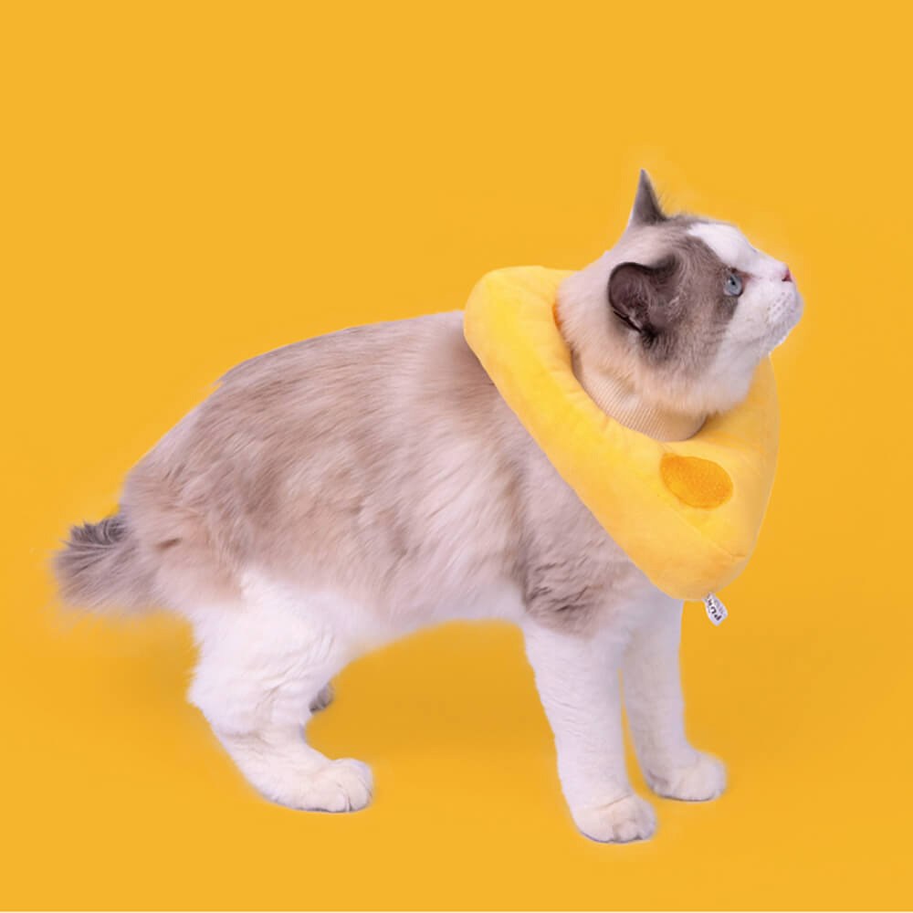 芝芝伊麗莎白圈