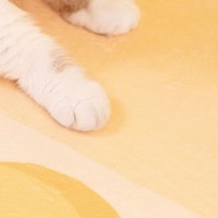 芝士蛋糕寵物睡墊