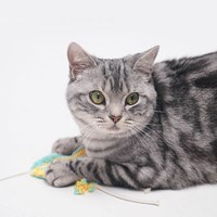 小鸚鵡貓薄荷逗貓棒